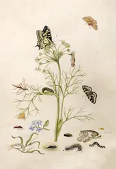 Wild Fennel With Swallowtail Butterfly and Its Caterpillar and Chrysalis By Maria Sibylla Merian
