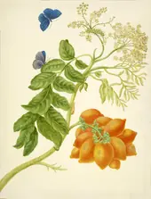 Yellow Mombin With Unidentified Butterfly By Maria Sibylla Merian