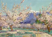 Springtime Almond Trees Banning California By Anna Althea Hills