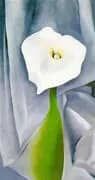 Cala Lily on Grey By Georgia O'Keeffe