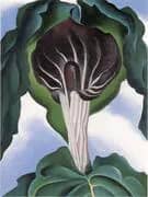 Jack in the Pulpit 3 By Georgia O'Keeffe
