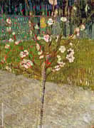 Almond Tree in Blossom 1888 By Vincent van Gogh