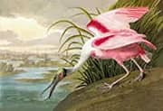 Roseate Spoonbill 1935 By John James Audubon