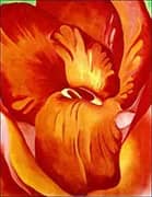 Canna Red And Orange 1926 By Georgia O'Keeffe