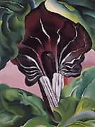 Jack In Pulpit 1930 No 2 By Georgia O'Keeffe