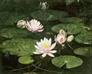 Waterlilies 1884 By Abbott H Thayer