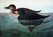 American Scoter Duck By John James Audubon