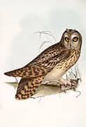 A Short Eared Owl By John James Audubon