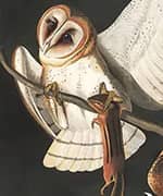 Barn Owl detail By John James Audubon