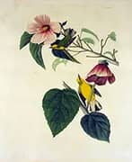 Blue Winged Yellow Warbler By John James Audubon