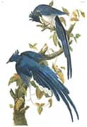 Colombia Jay By John James Audubon