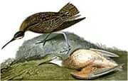 Eskimo Curlew By John James Audubon