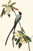 Forktailed Flycatcher By John James Audubon