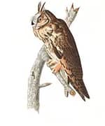 Long Eared Owl By John James Audubon