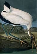 Wood Ibis By John James Audubon