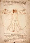 Vitruvian Man By Leonardo da Vinci
