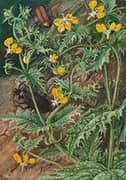A Chilean Stinging Nettle and Male and Female Beetles 1880 By Marianne North