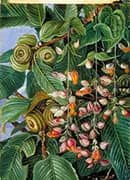 A Darjeeling Oak Festooned with a Climber 1878 By Marianne North