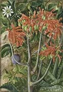 Aloe and Passionflower South Africa By Marianne North