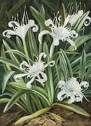 An Asiatic Pancratium Colonised in The Seychelles By Marianne North