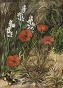 A South African Sundew and Associate By Marianne North