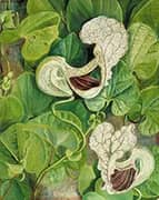 A Tall Brazilian Climbe 1880 By Marianne North