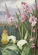 Beauties of The Swamps at Tulbagh South Africa By Marianne North