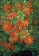 Burning Bush and Emu Wean of Chili 1880 By Marianne North
