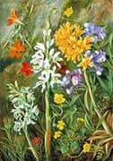 Chilean Ground Orchids and Other Flowers 1880 By Marianne North