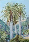 Chilean Palms in The Valley of Salto 1880 By Marianne North