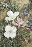 Common Flowers of Chili By Marianne North