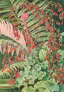 Fern and Flowers Bordering The River at Chanleon Chili 1885 By Marianne North