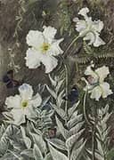 Flannel Flower of Casa Branca and Butterflies Brazil By Marianne North