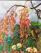 Flowers of a Coral Tree and King of The Flycatchers Brazil 1880 By Marianne North