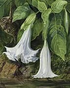 Flowers of Datura and Humming Birds Brazil By Marianne North