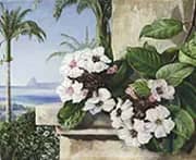 Foliage and Flowers of a Climbing Plant with Royal Palms and Sugarloaf Mountain in The Background Brazil By Marianne North