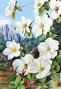 Foliage and Flowers of The Californian Dogwood and Humming Birds By Marianne North