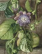 Foliage Flowers and Fruit of The Granadilla Jamaica By Marianne North
