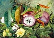 Foliage Flowers and Seed Vessels of Cotton and Fruit of Star Apple Jamaica 1872 By Marianne North