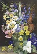 Group of Californian Wild Flowers By Marianne North