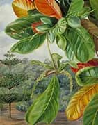 Indian Almond 1870 By Marianne North