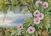 Ipomoea and Vavangue with Mahe Harbour in The Distance By Marianne North