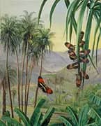Landscape at Morro Velho Brazil 1880 By Marianne North