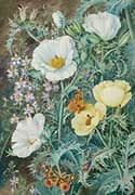 Mexican Poppies Chilian Schizanthus and Insects By Marianne North