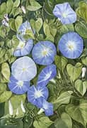 Morning Glory Natal By Marianne North