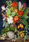 New Zealand Flowers and Fruit By Marianne North