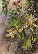 Orchids and Creeper on Water Worn Boulders in The Bay of Rio Janeiro Brazil 1880 By Marianne North
