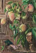 Peaches and Humming Birds Brazil 1880 By Marianne North