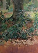 Tree Study By Solomon Joseph Solomon