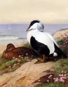 Common Eider Ducks 1912 By Archibald Thorburn